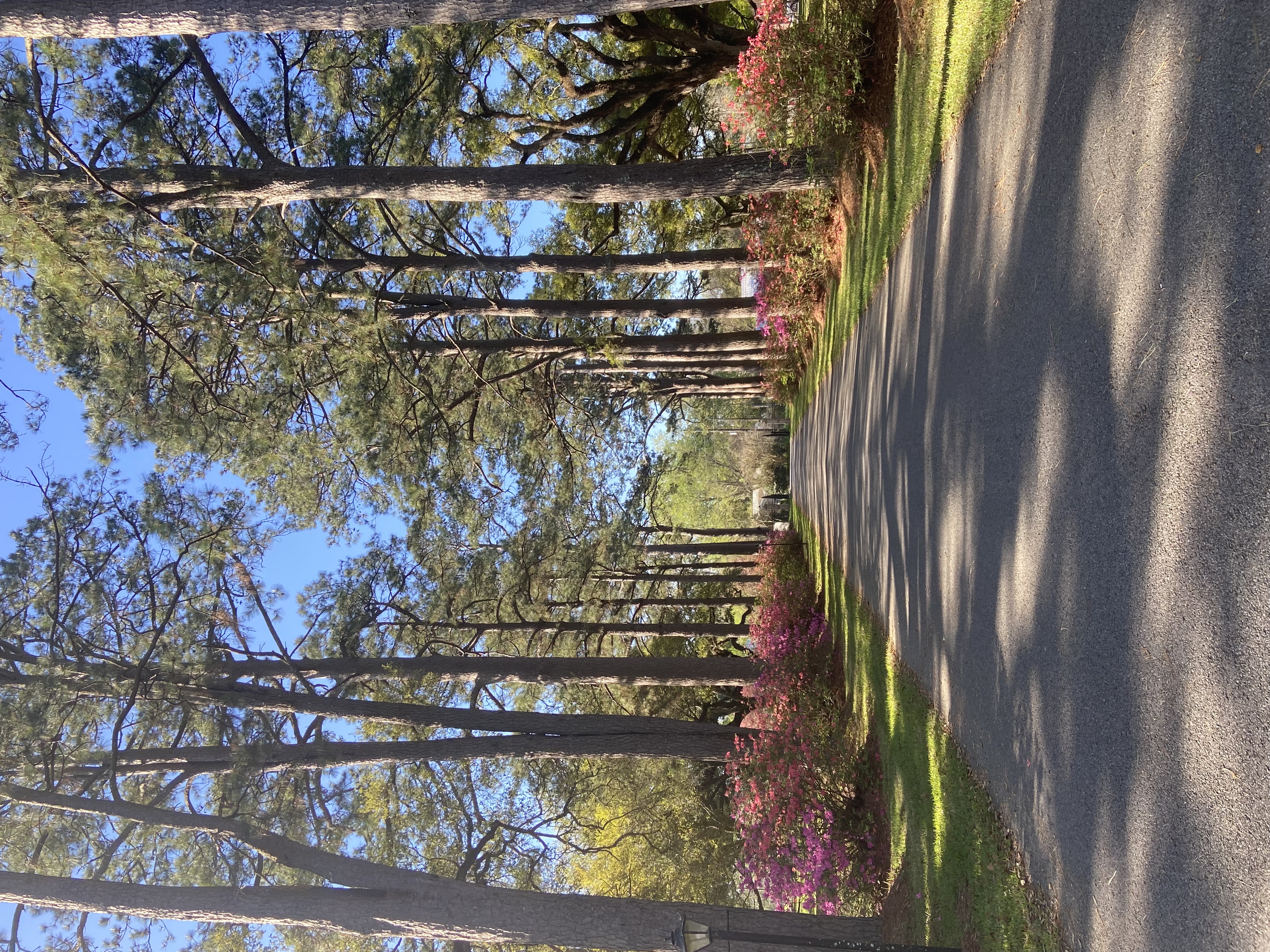 Trees